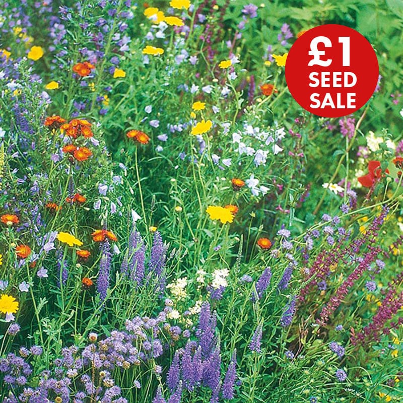 Wildflower Wildlife Seeds Mixture