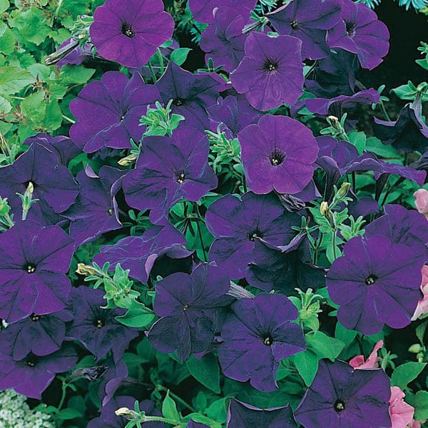 Petunia Mirage Midnight F1 Seeds