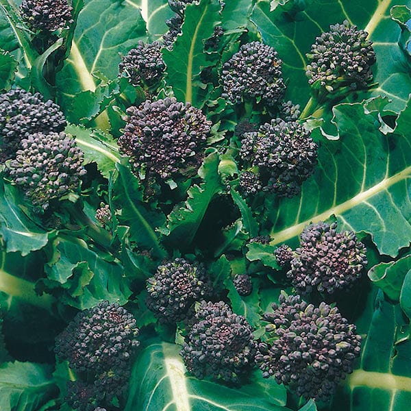 Broccoli (Sprouting) Early Purple Sprouting Seeds