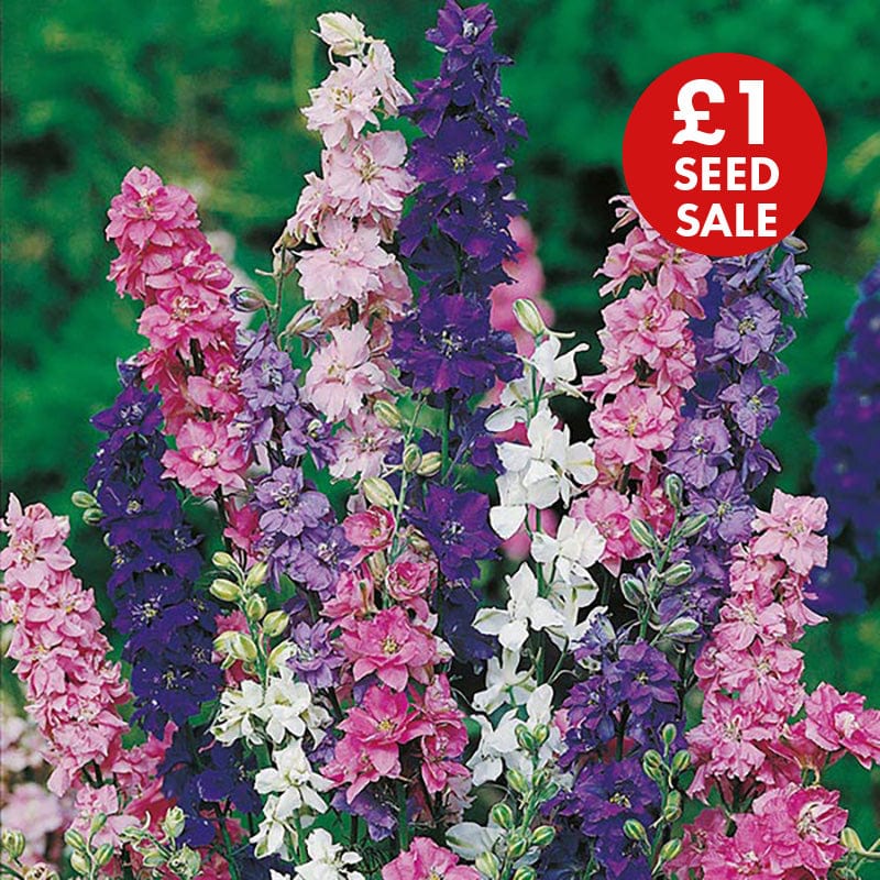 Larkspur Giant Imperial Mixed