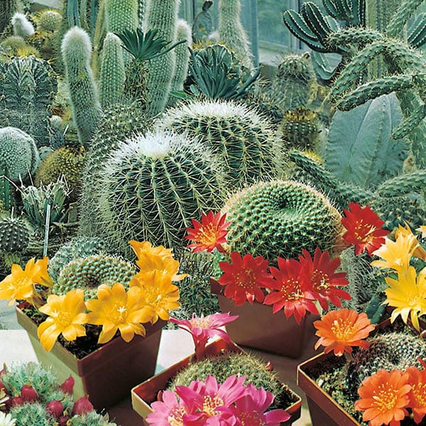 Cactus Flowers of the Desert