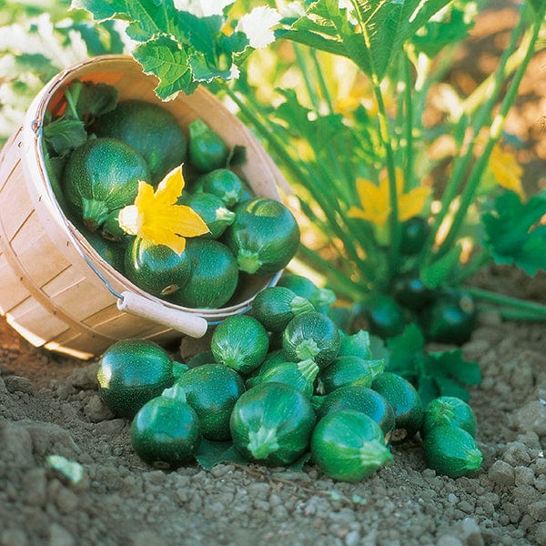 Courgette Eight Ball F1 Seeds