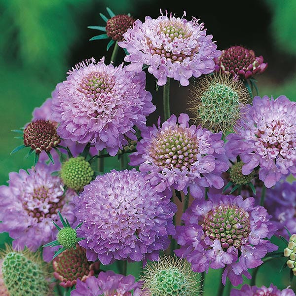 Scabious Blue Cushion Seeds