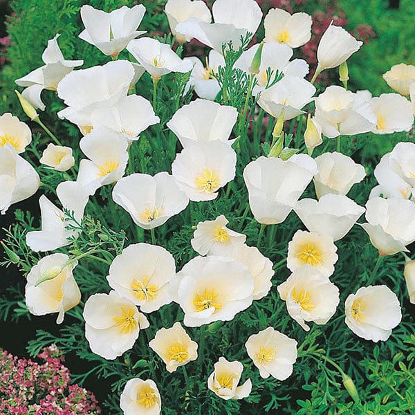 Californian Poppy Ivory Castle Seeds