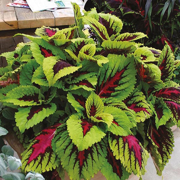 Coleus Kong Rose Seeds