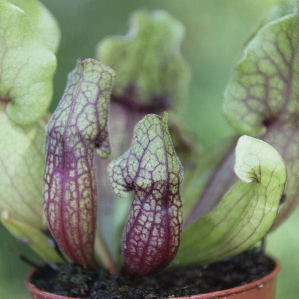 Sarracenia species 'New Hybrids' Seeds