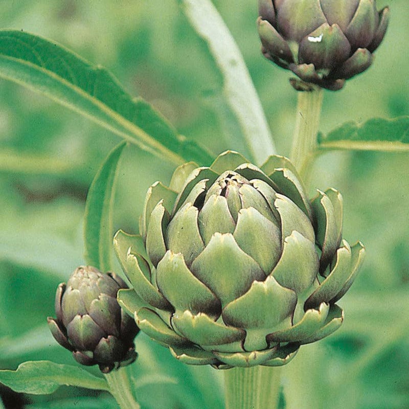 Artichoke Green Globe Veg Plants