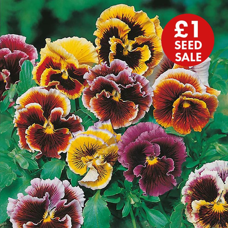 Pansy Frou Frou Mixed Seeds