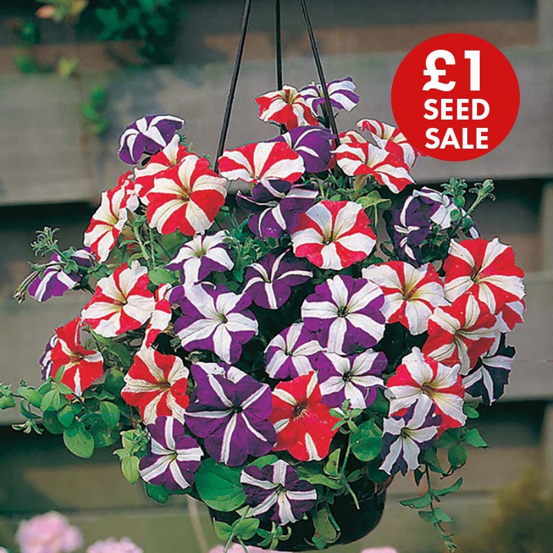 Petunia Stars & Stripes Mixed F1 Seeds