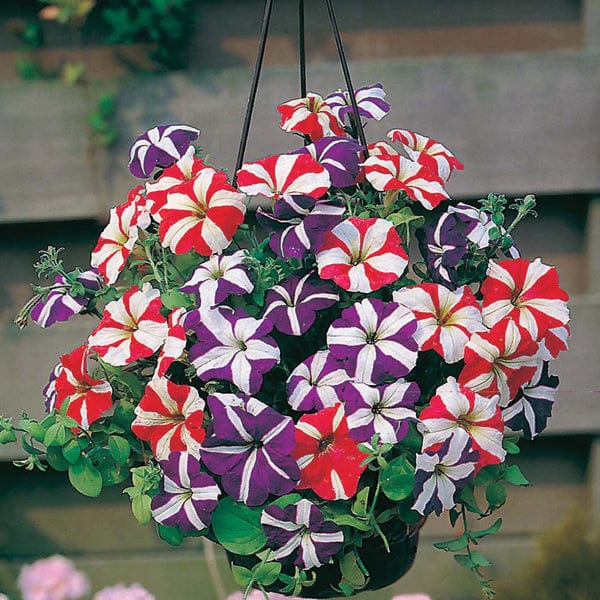 Petunia Stars & Stripes Mixed F1 Seeds