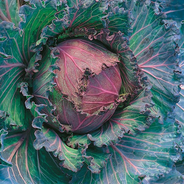 Cabbage January King 3 Seeds