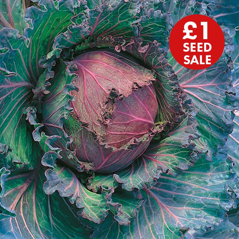 Cabbage January King 3 Seeds