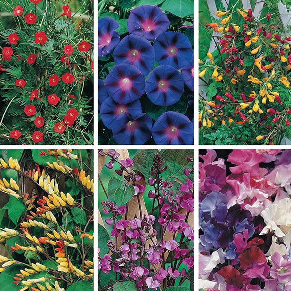 Mixed Climber Seed Collection