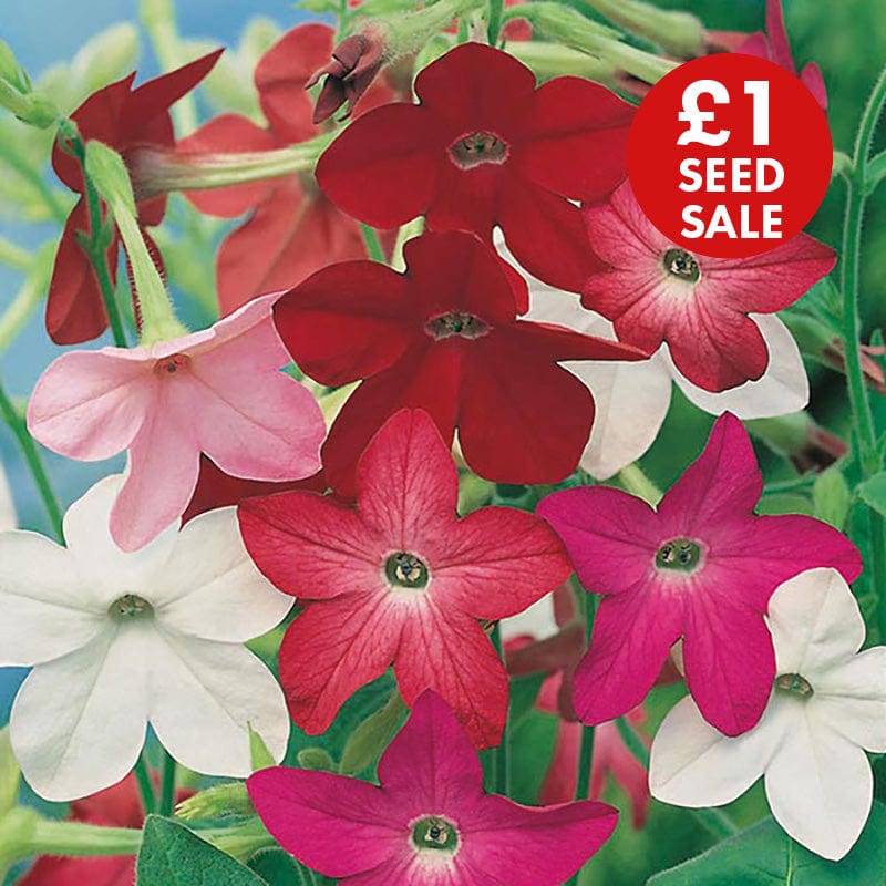 Nicotiana Sensation Mixed Seeds