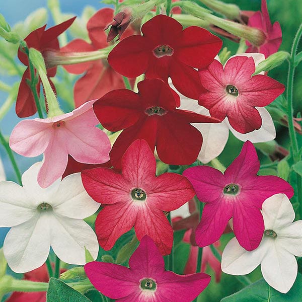 Nicotiana Sensation Mixed Seeds