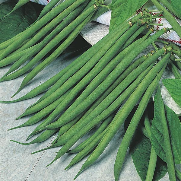 Dwarf Bean Fandango Seeds