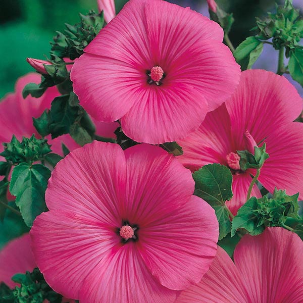 Lavatera Ruby Regis Seeds