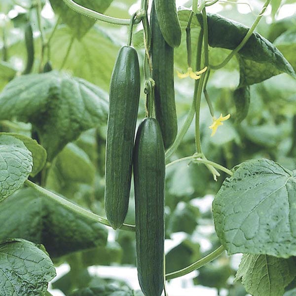 Cucumber Luxury F1 Seeds