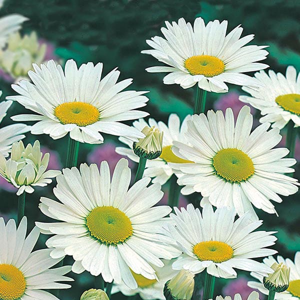 Chrysanthemum Shasta Daisy Alaska Seeds