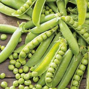 Pea Kelvedon Wonder Vegetable Plants