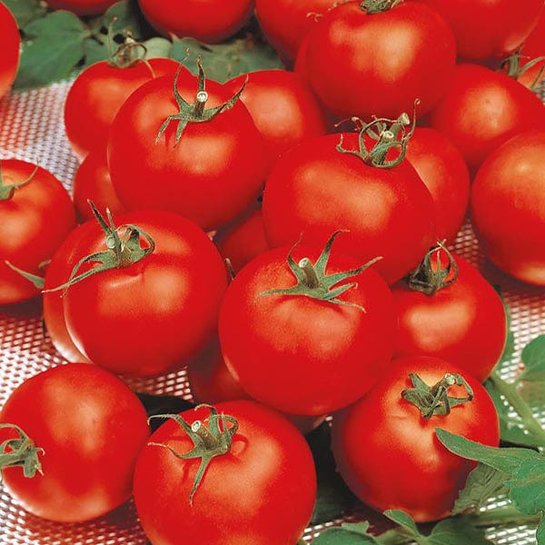 Tomato (Standard) Sparta F1 Seeds