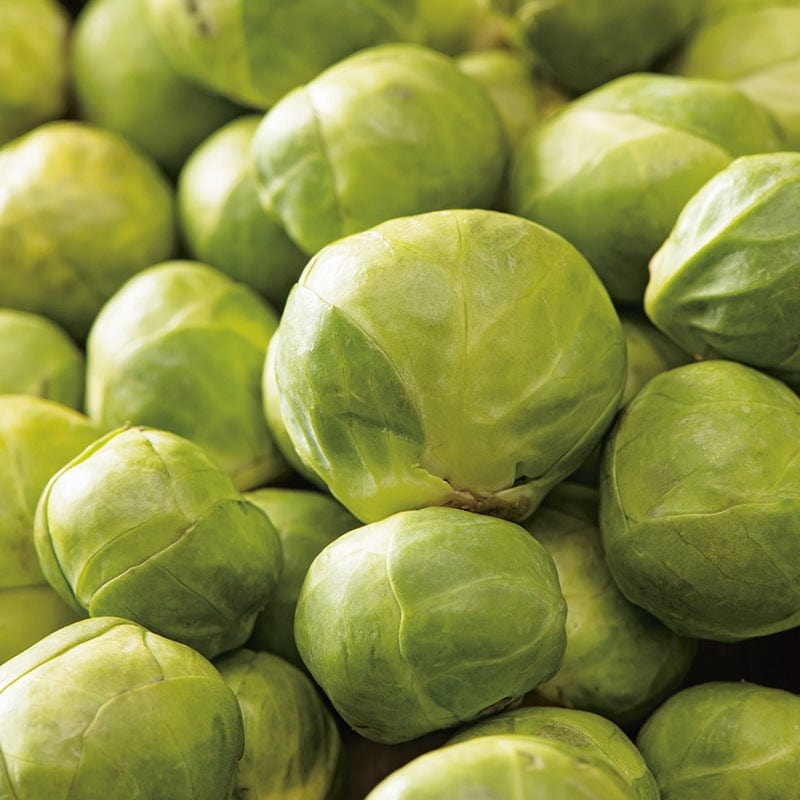 Brussels Sprout Maximus F1 Seeds