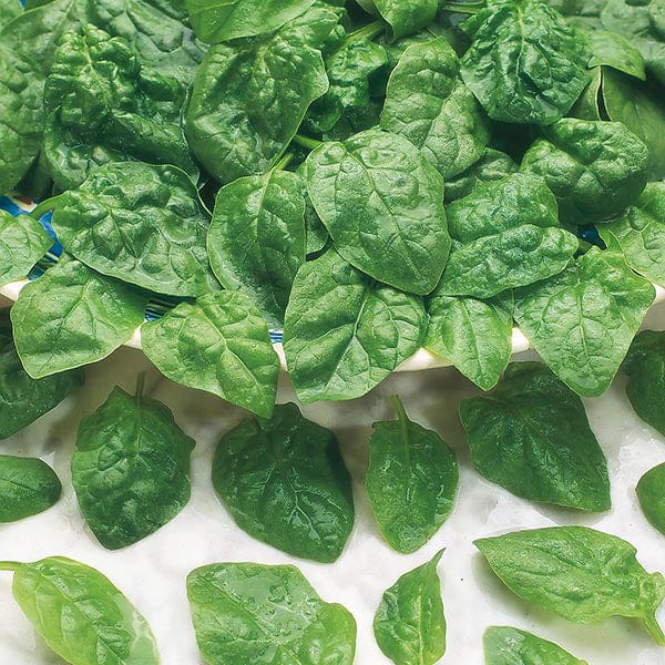 Spinach Samish F1 Seeds