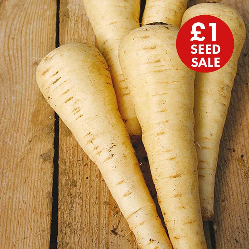 Parsnip Countess F1 Seeds