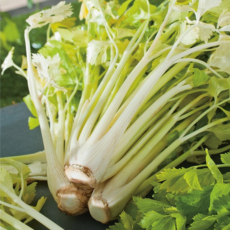 Celery Loretta Seeds