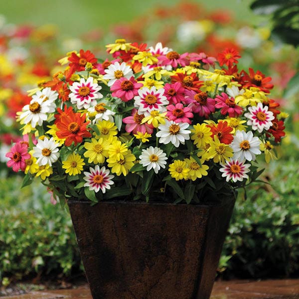 Zinnia Zahara Mixed Seeds