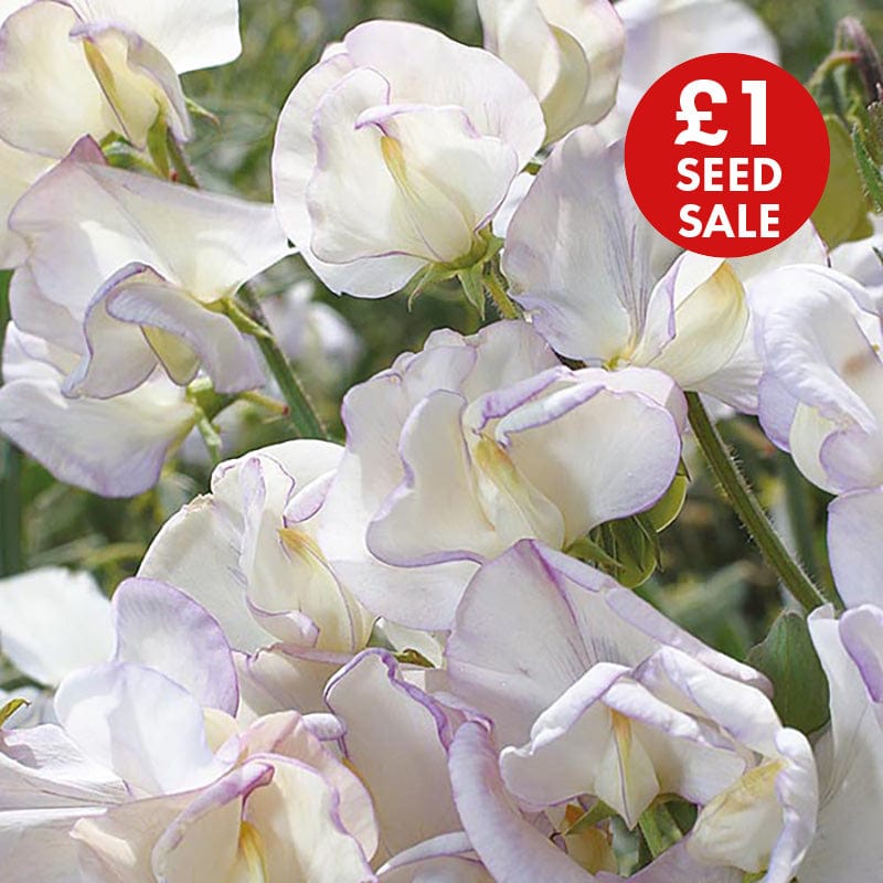 Sweet Pea High Scent Seeds