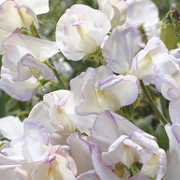 Sweet Pea High Scent Seeds