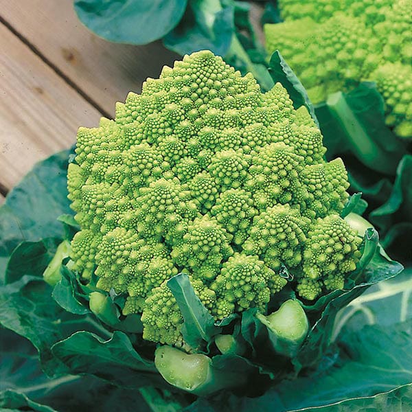 Cauliflower (Broccoli) Romanesco Natalino Seeds