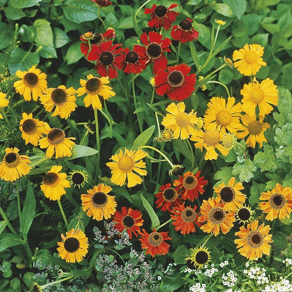 Helenium Red Gold Seeds