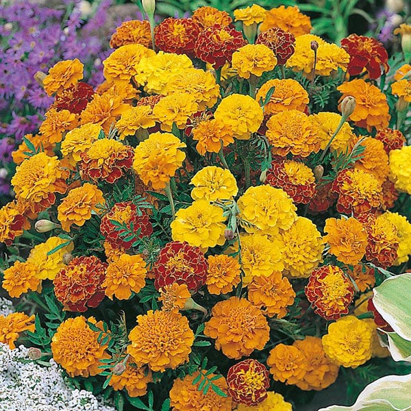 Marigold (French) Boy-O-Boy Mixed Seeds