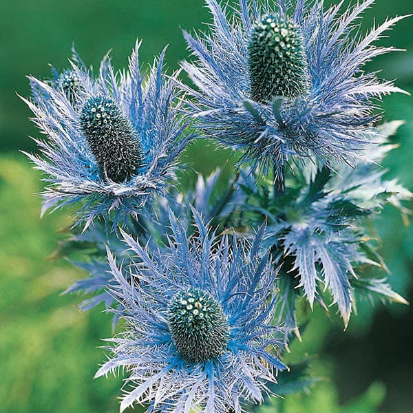 Eryngium Superbum Seeds