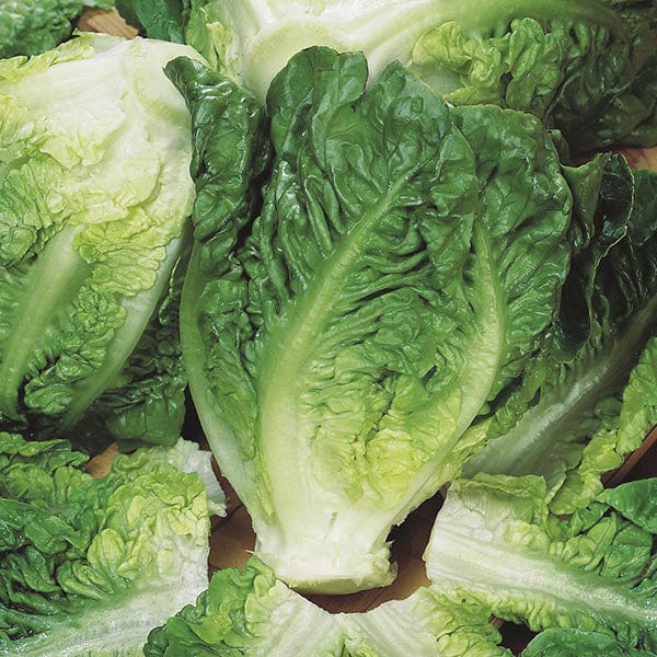 Organic Lettuce Little Gem Maureen Seeds