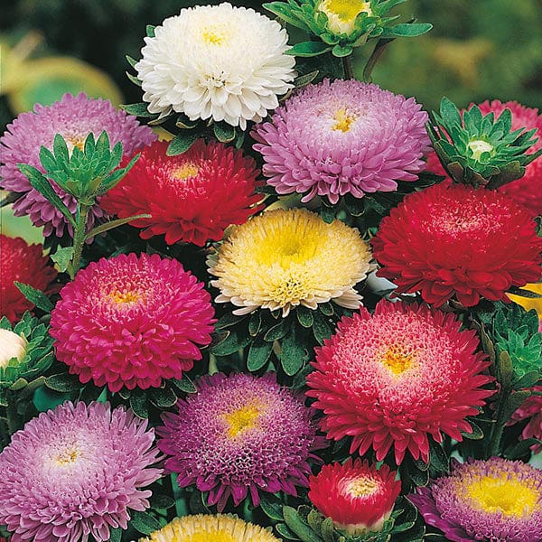 Aster Pompon Mixed