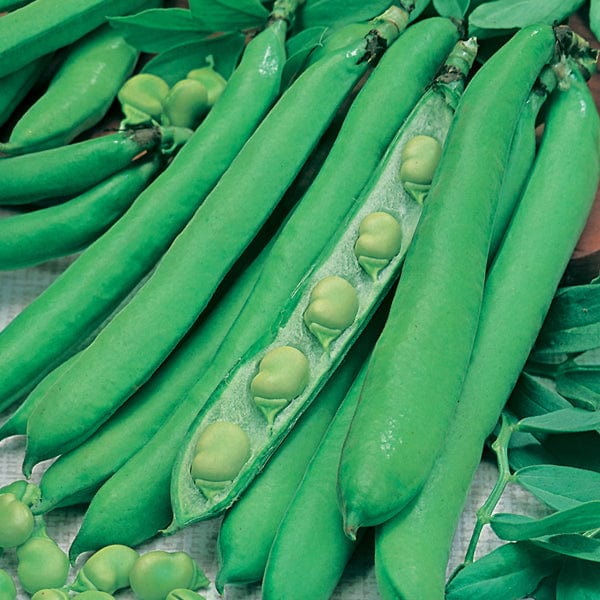 45 Seeds Broad Bean Masterpiece Green Longpod Vegetable Plants