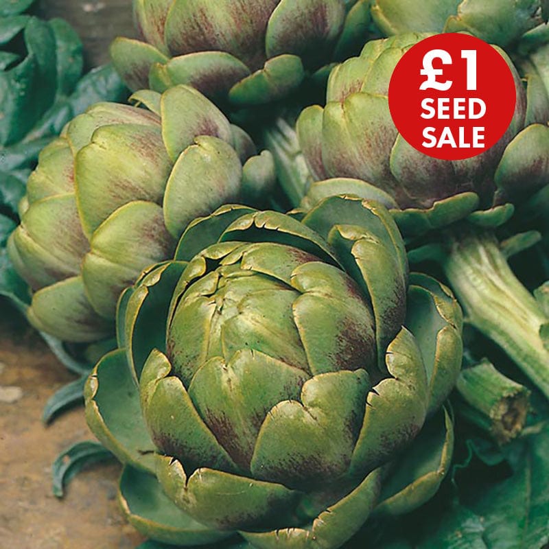 Artichoke Green Globe Seeds