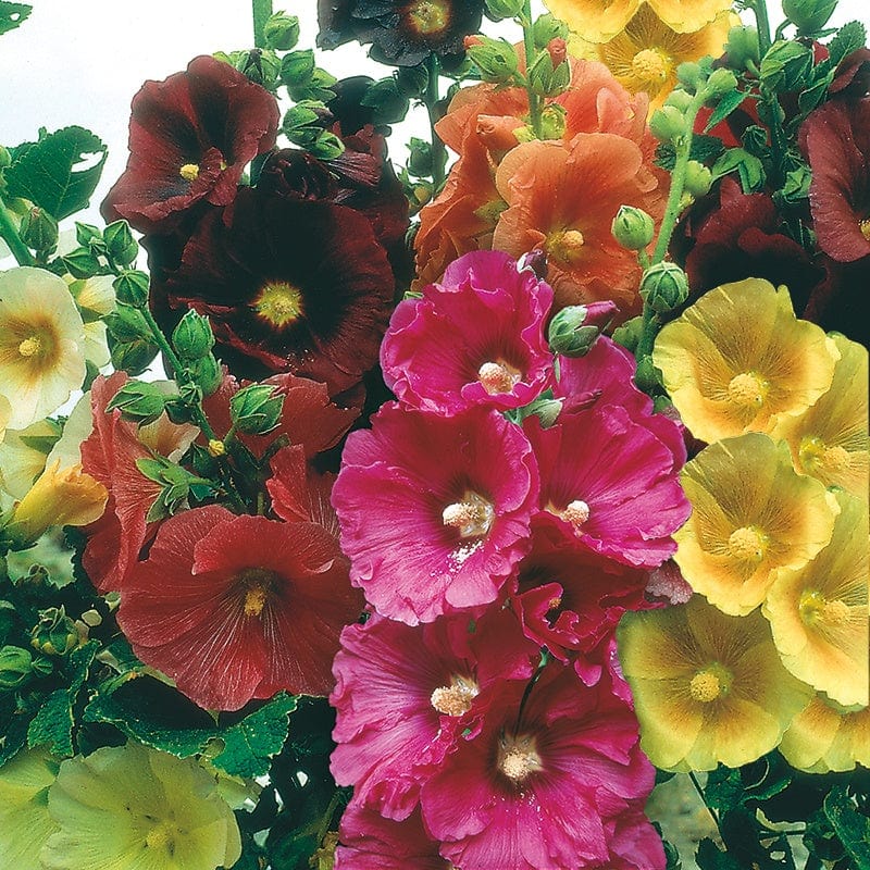 Hollyhock Giant Single Mixed