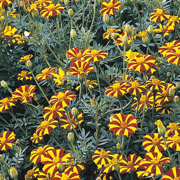 Marigold (French) Tall Scotch Prize Seeds