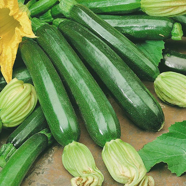 Courgette Firenze F1 Seeds