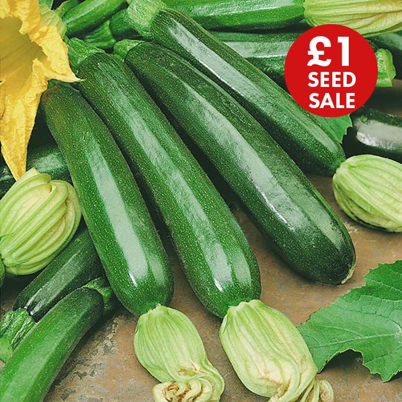 Courgette Firenze F1 Seeds