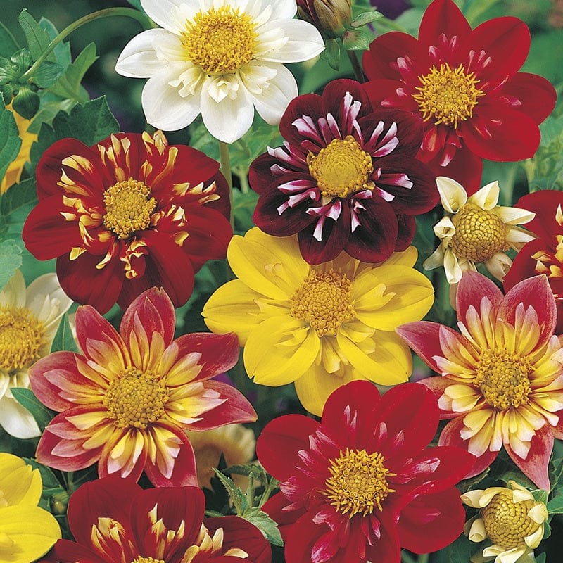 Dahlia Harlequin Mixed Seeds