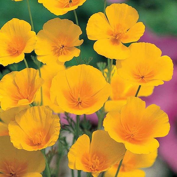 Californian Poppy Golden Values Seeds