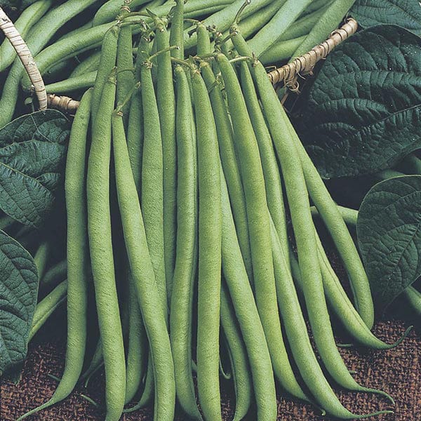 Dwarf Bean Delinel Seeds