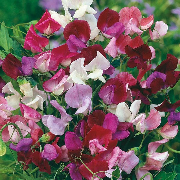 Sweet Pea Old Spice Mixed Seeds