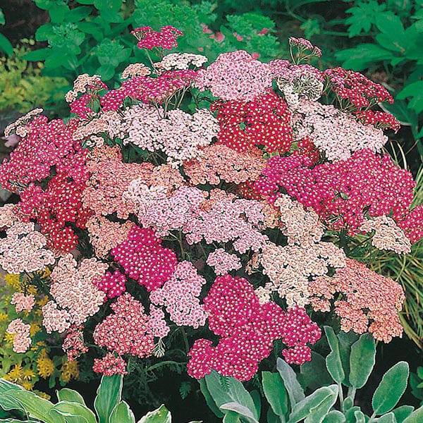 Achillea Summer Berries F2 Seeds