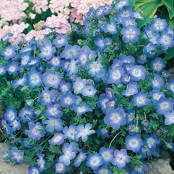 Nemophila Baby Blue Eyes